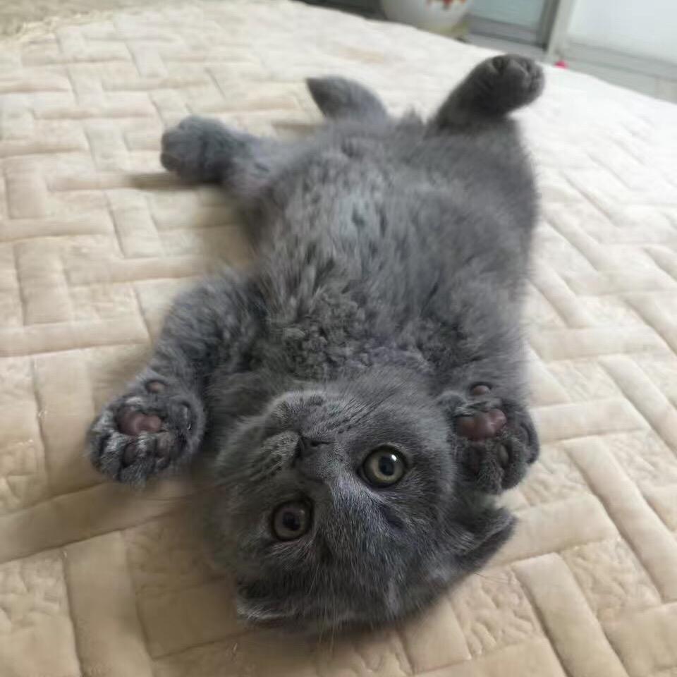 司马小豪