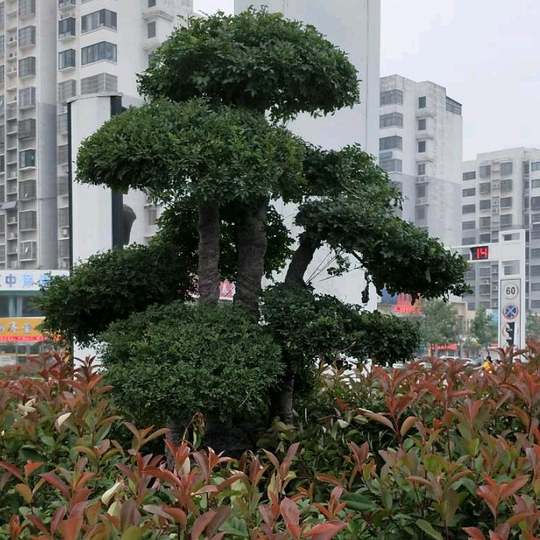 花开花谢