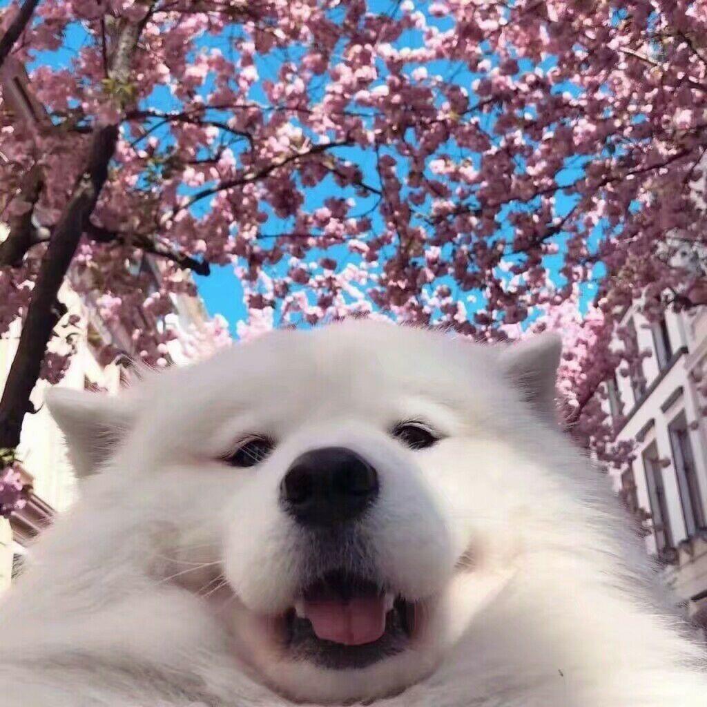 璃鱼浅戈