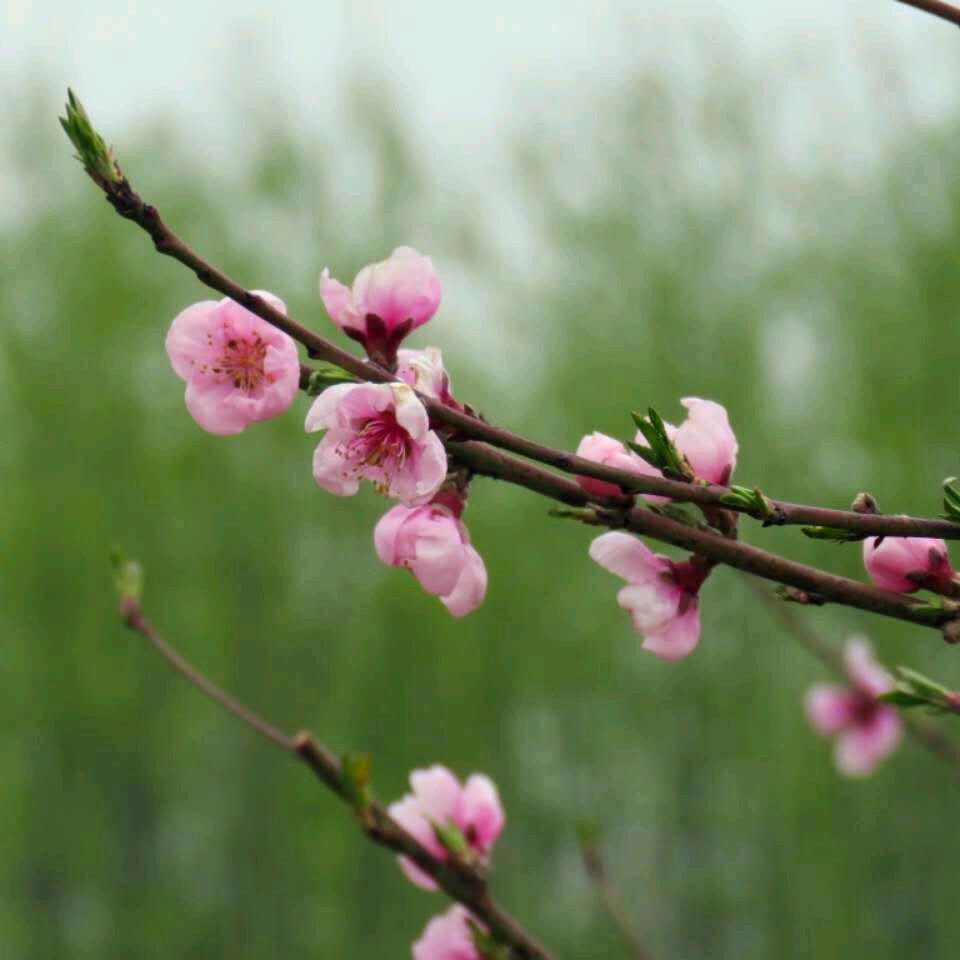 河洛春晓