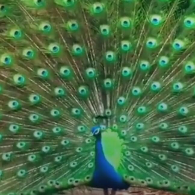蓉*