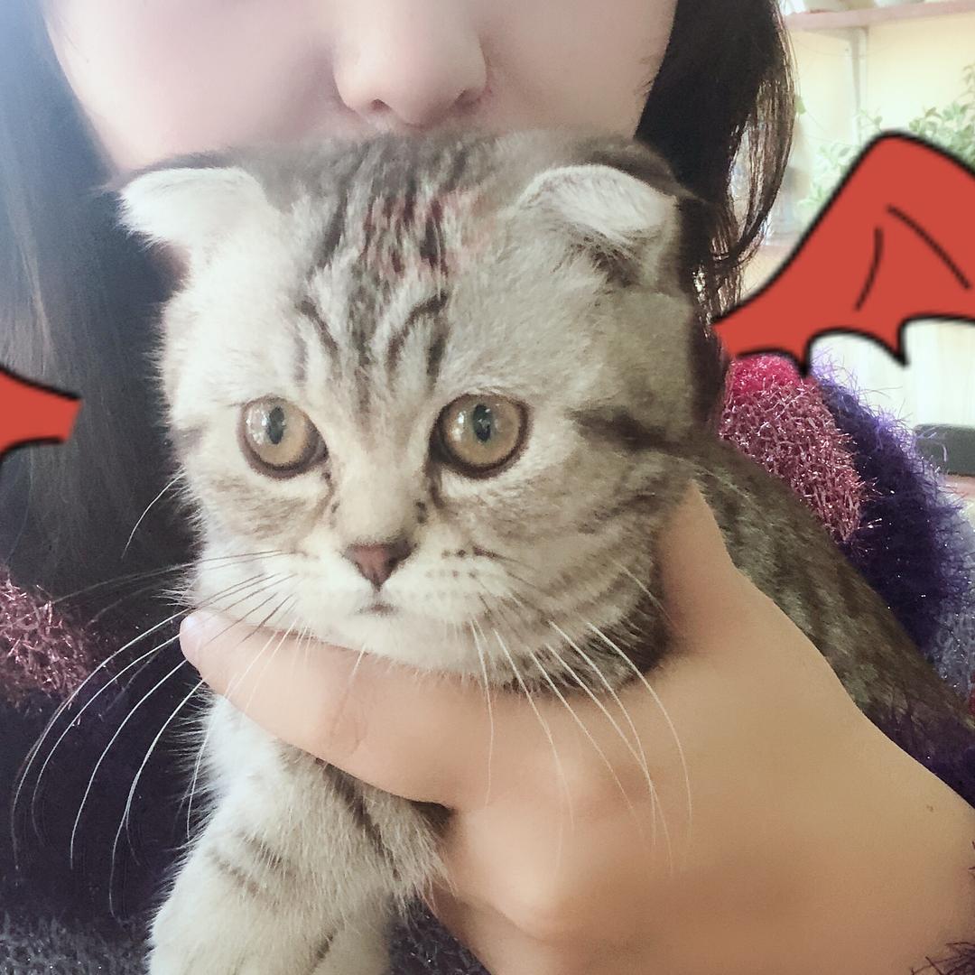 喵了个咪🐱