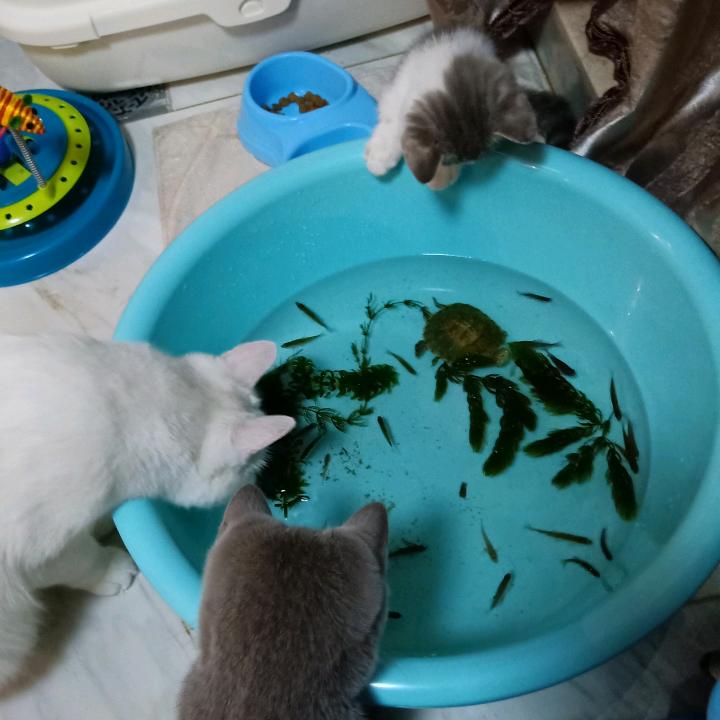 理