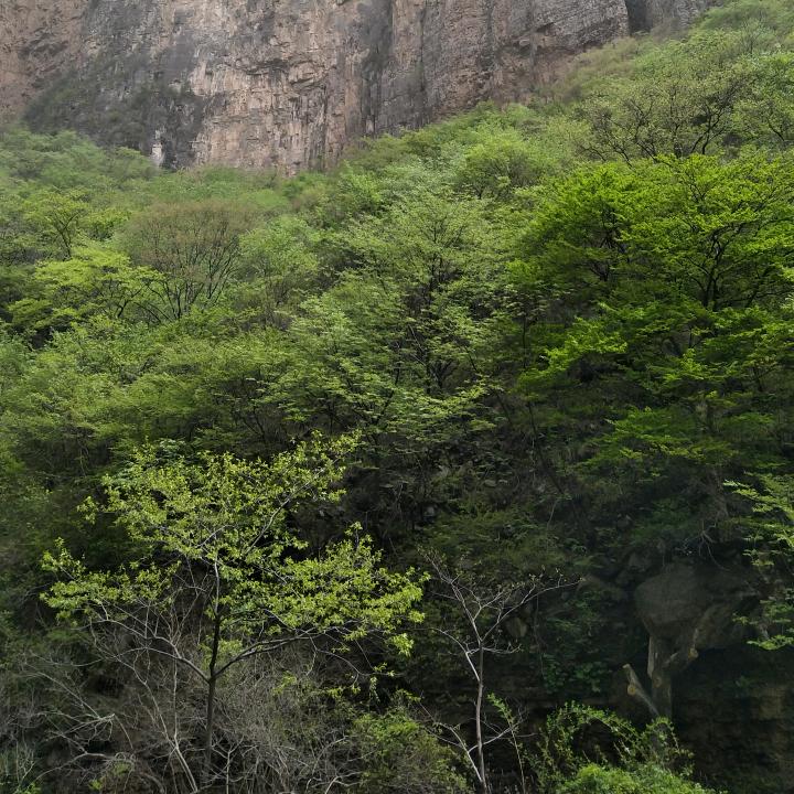 种豆####南山下😍️😍️😍️