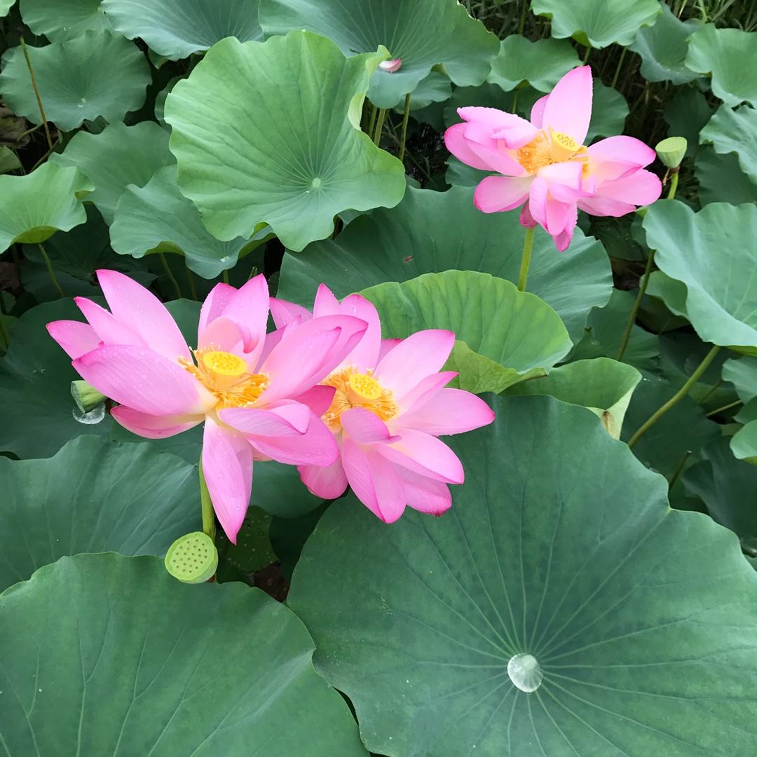 阳春三月