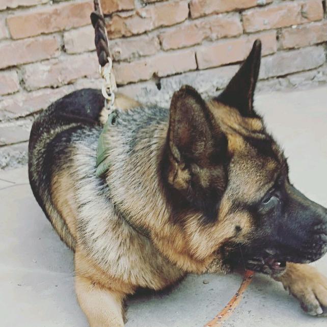 狐妖