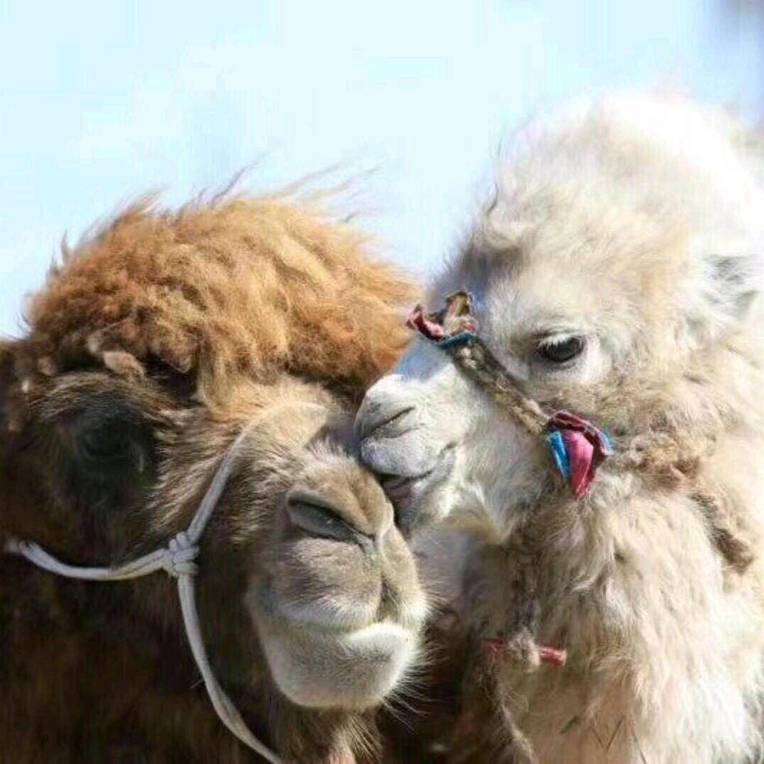 阿如汗