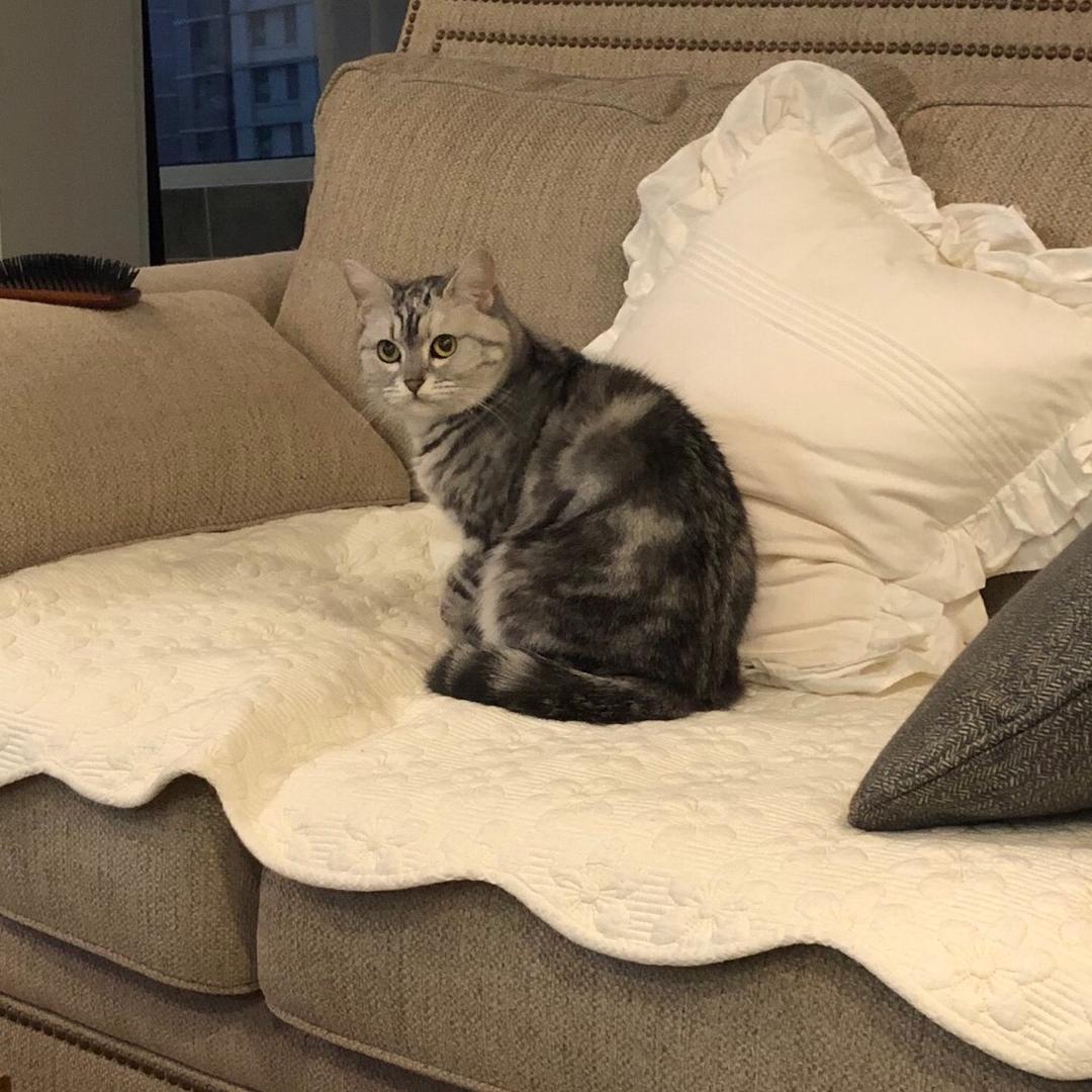 家里有猫