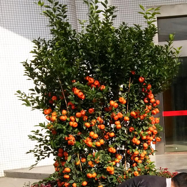 小林