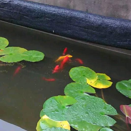 文