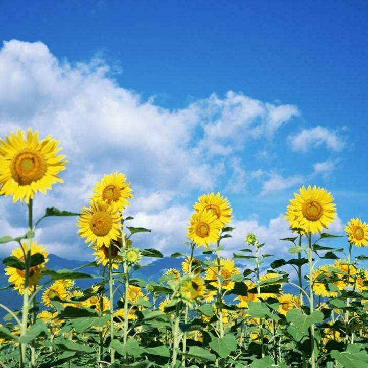 小田的向日葵🌻