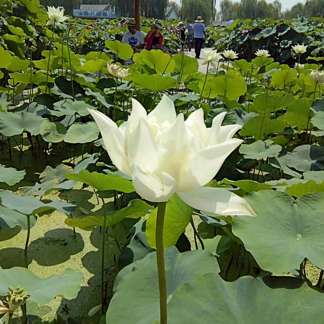 阳光彩虹