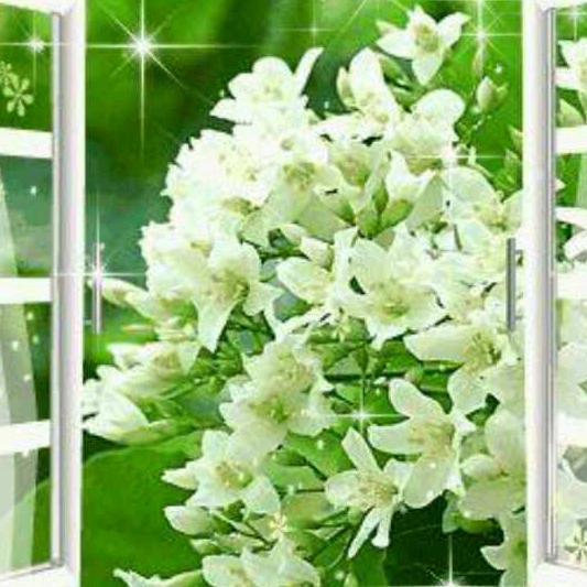 茉莉花