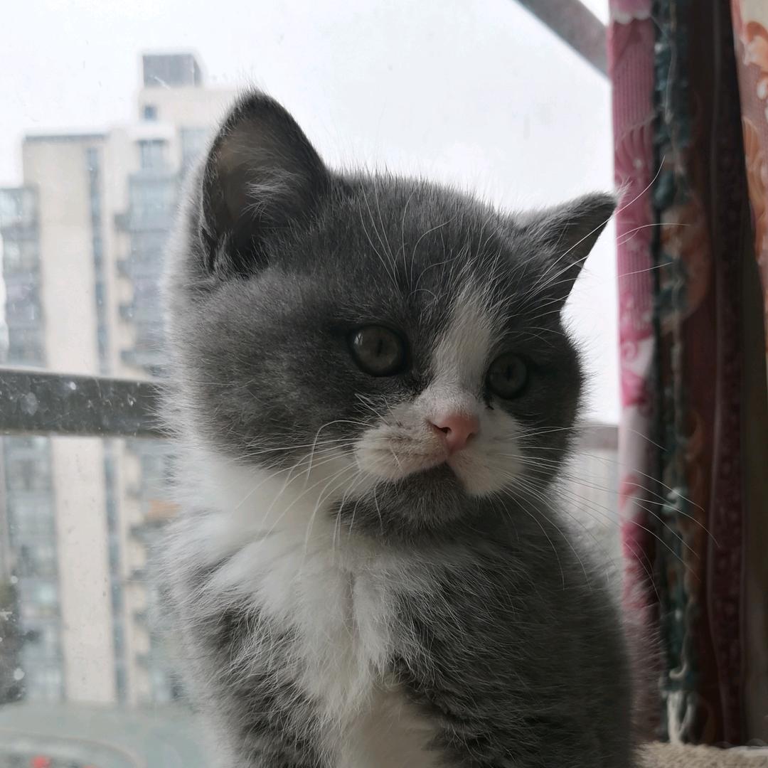 雪球