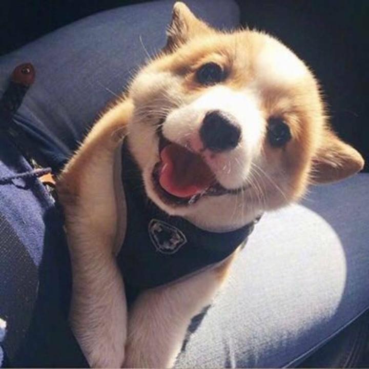 OLO———张工设计