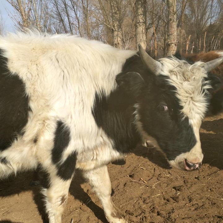 '