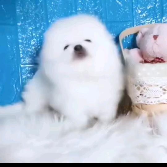 妄