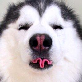 哈士奇的新家🏠（装修版）