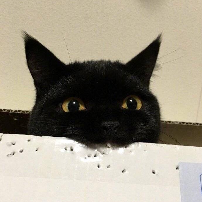 鸭酱