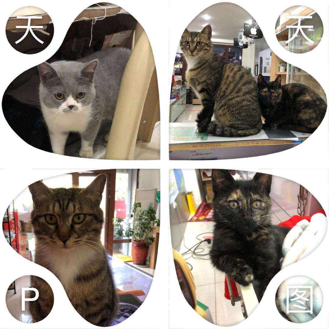 猫猫🐱🐱喵