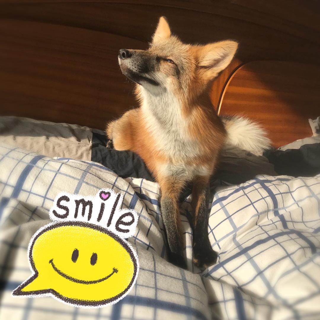 狐大仙驾到