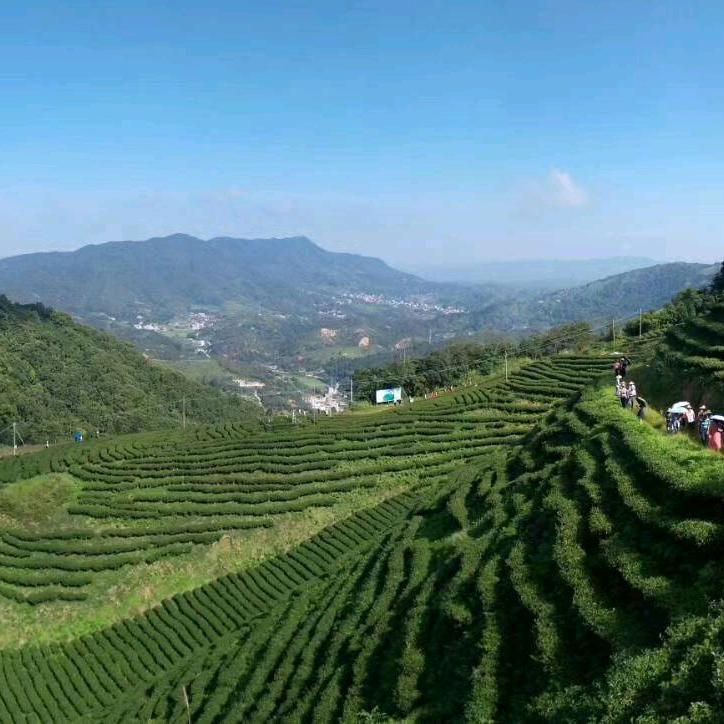 万兴高山绿茶