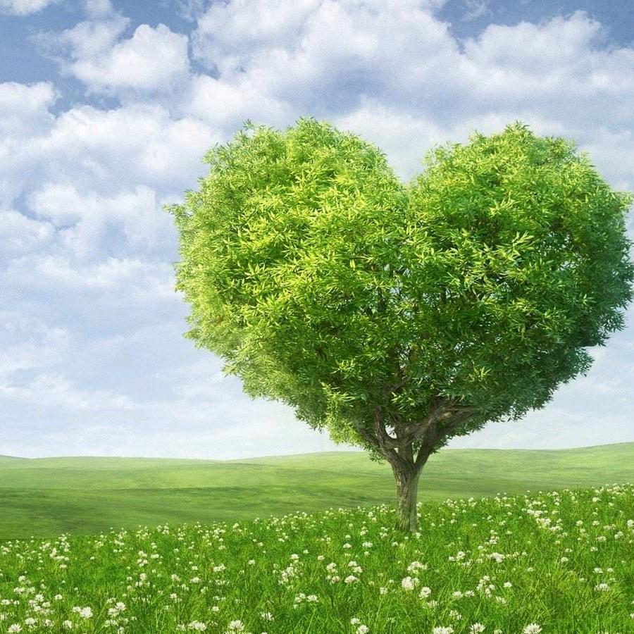 六小六鲜汤豆花鱼（螺湾店）