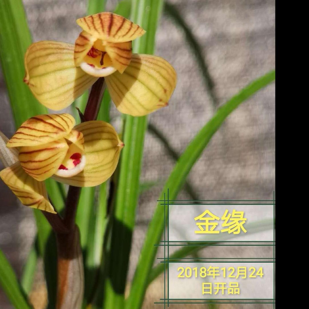金缘兰屋