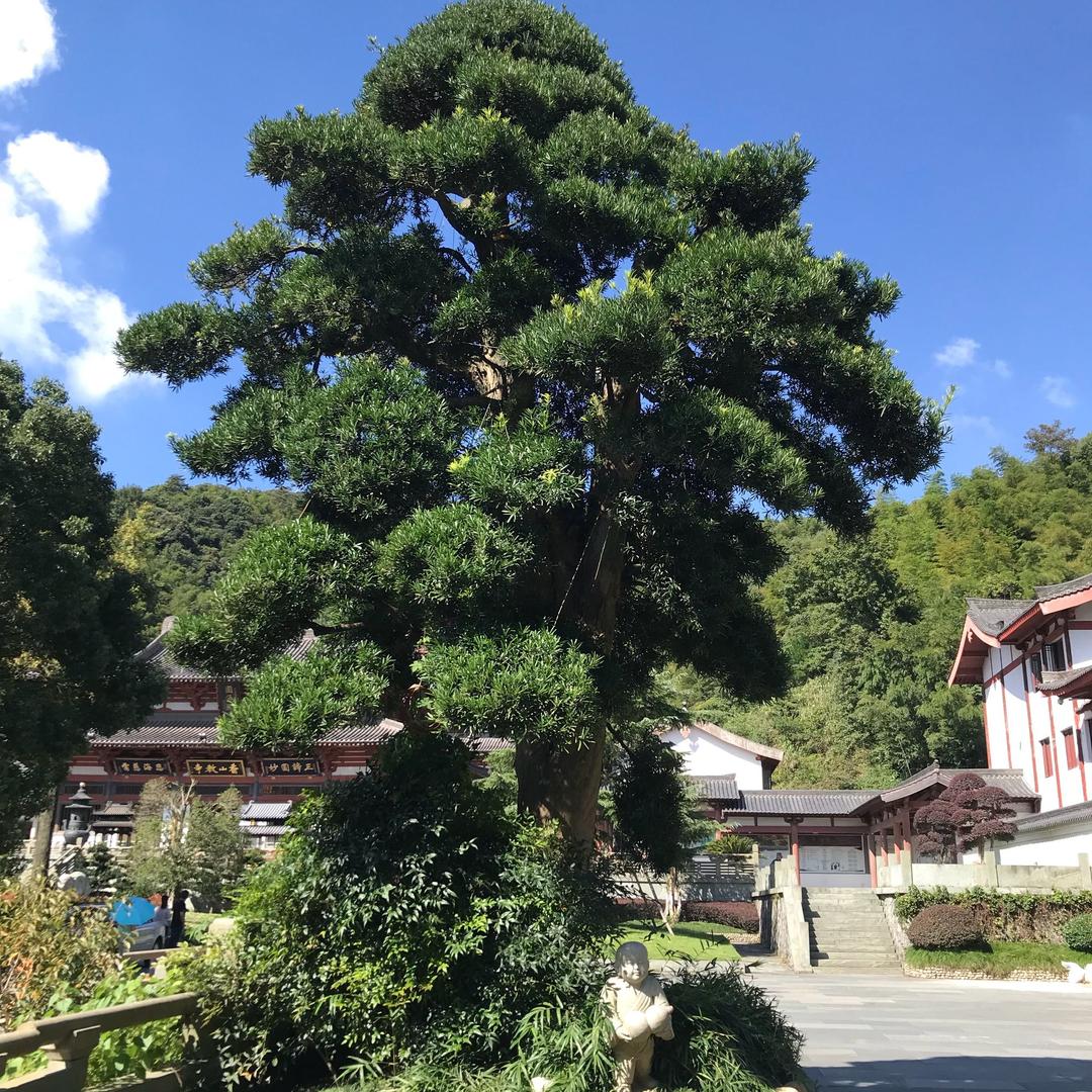 简单点...