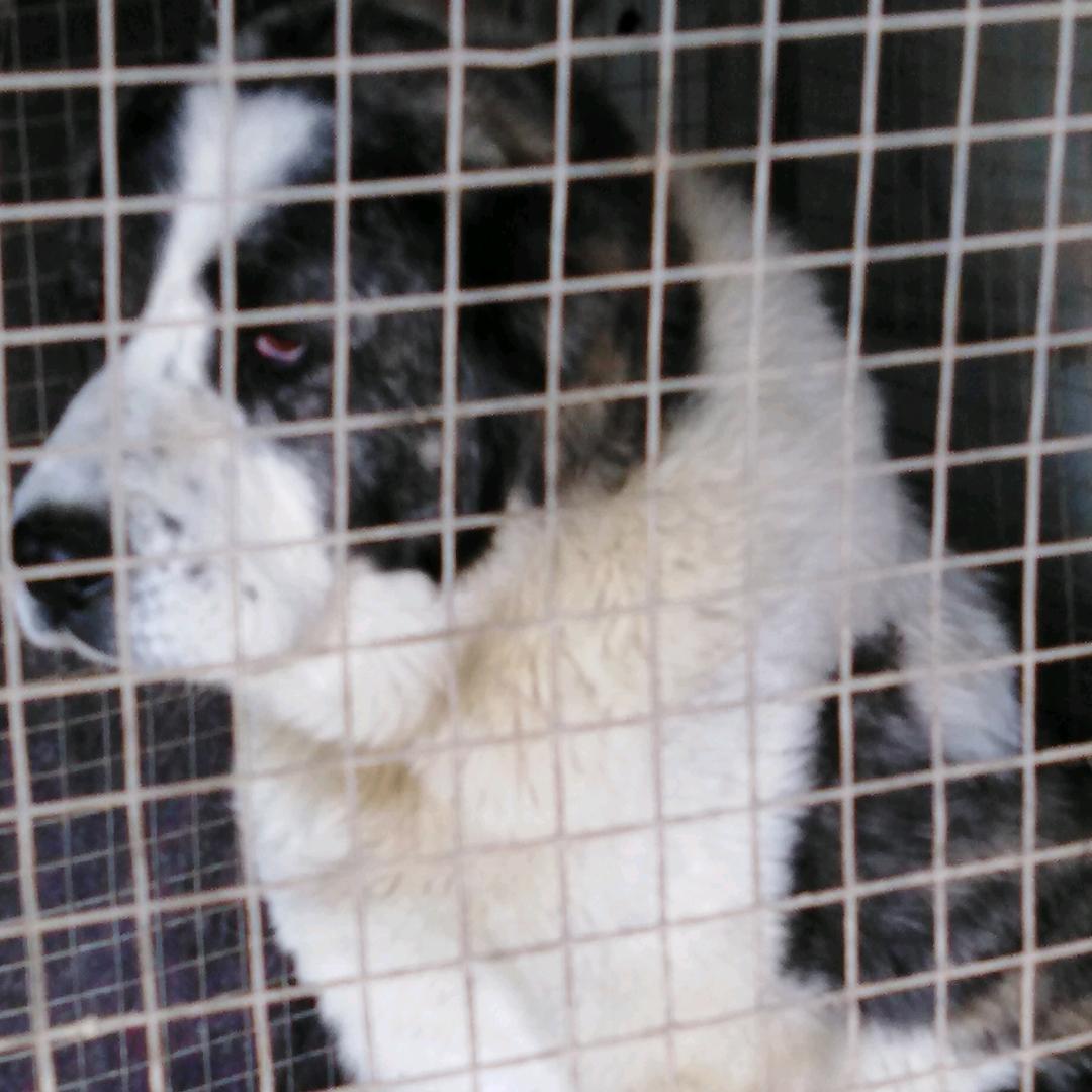 苏北猛犬园家庭农场