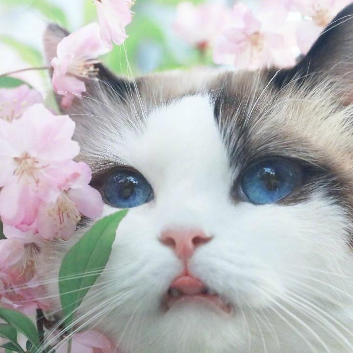 薯条儿