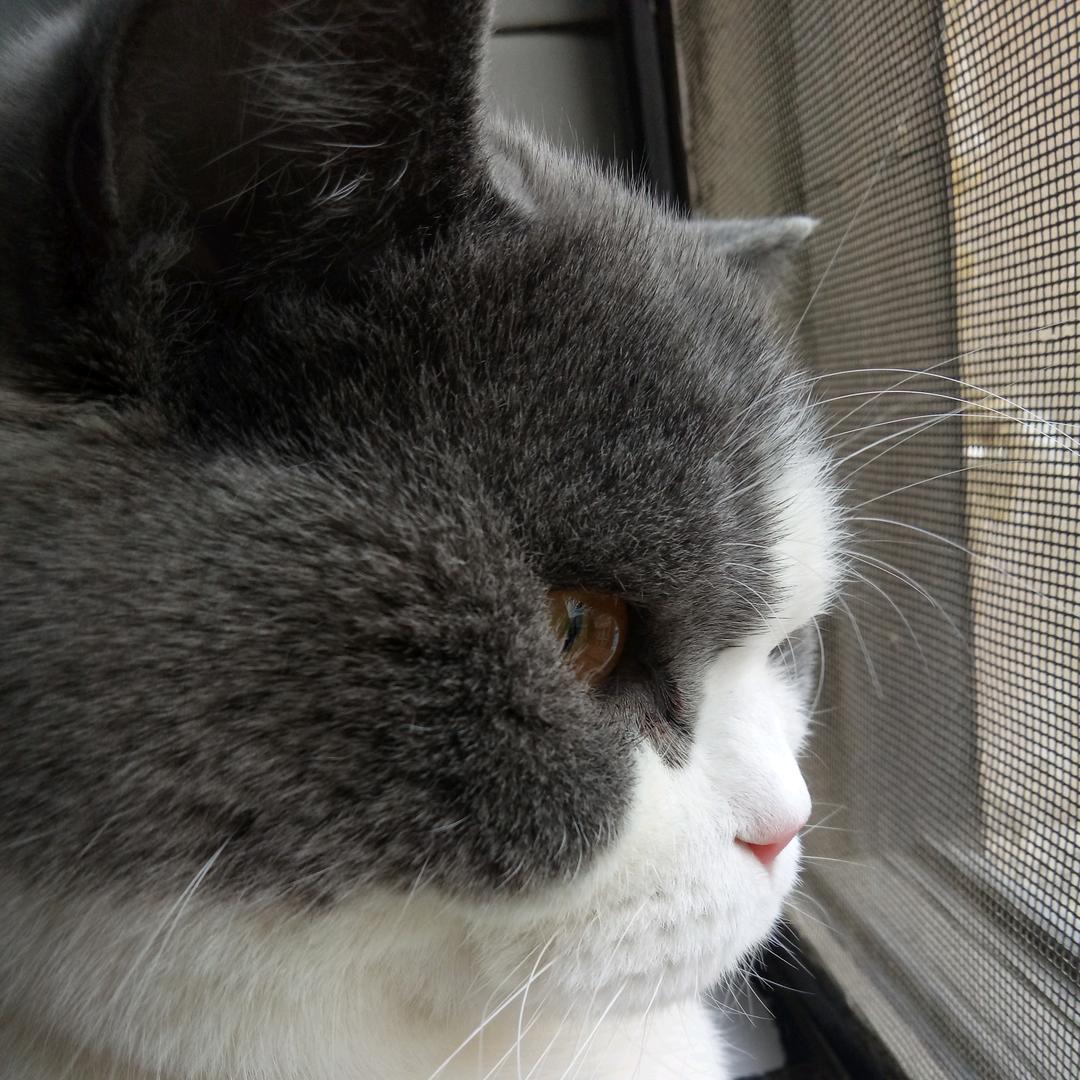 🐱宝儿的生活