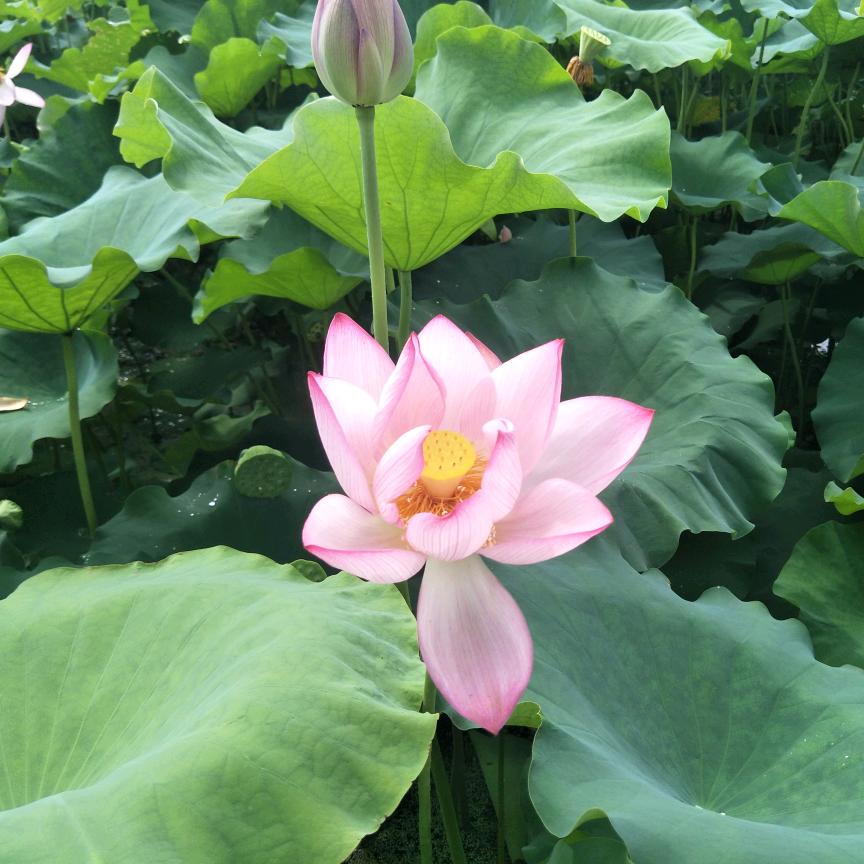 岁月♥静好