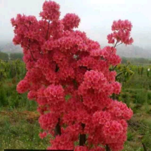 最美的花朵