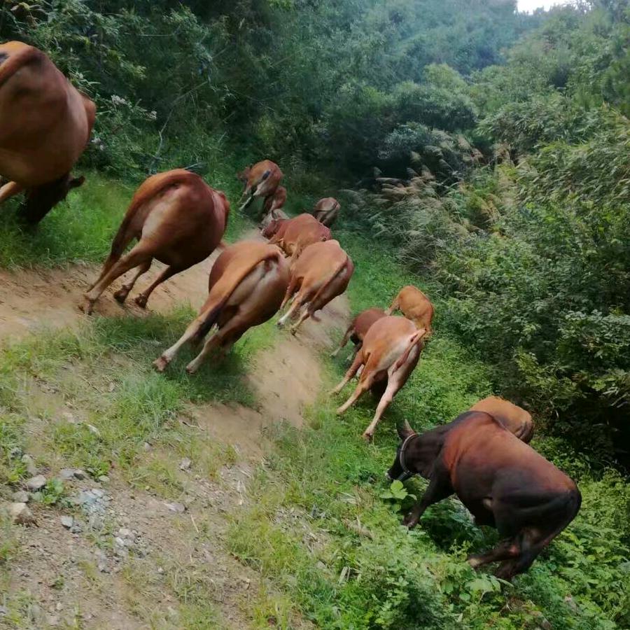 磨山牛牛