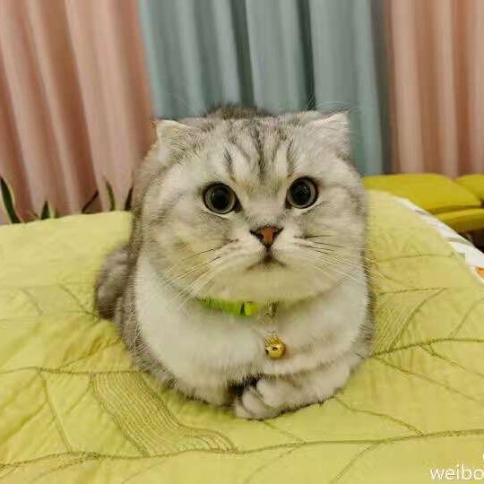 出门见喜