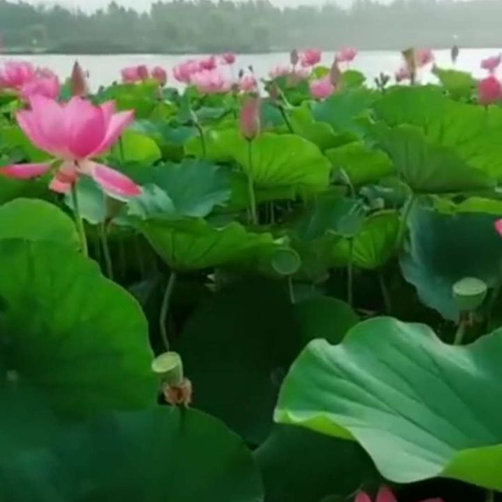 爱拼才会赢