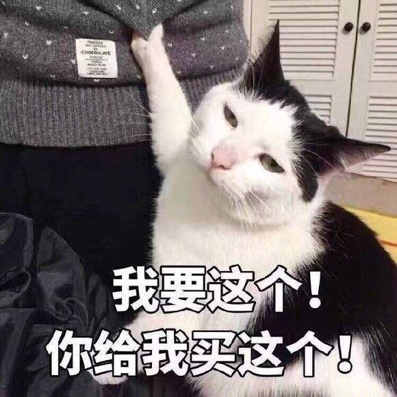 knight兎