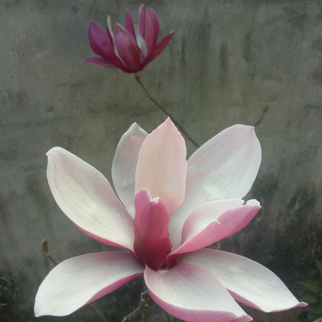 熊熊