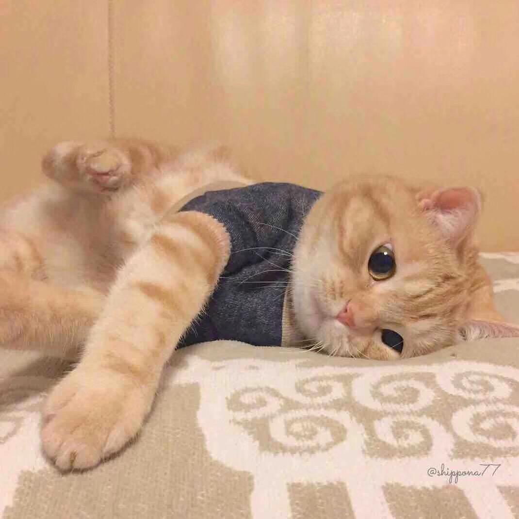 黄咖喱配花椰菜🥦