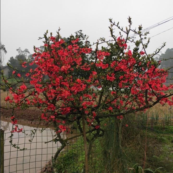 你幸福我姓胡