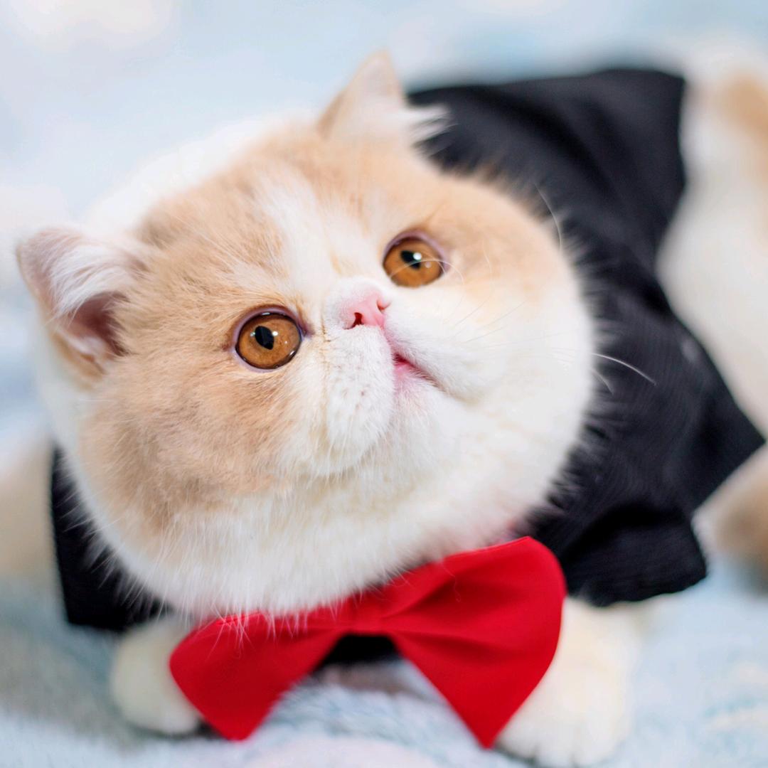 怀特喵先生@抖音