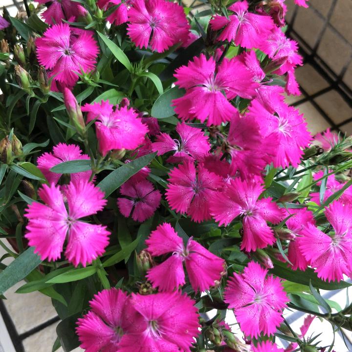 刘妹儿（请勿连赞）