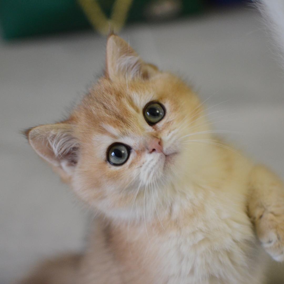 柴郡猫