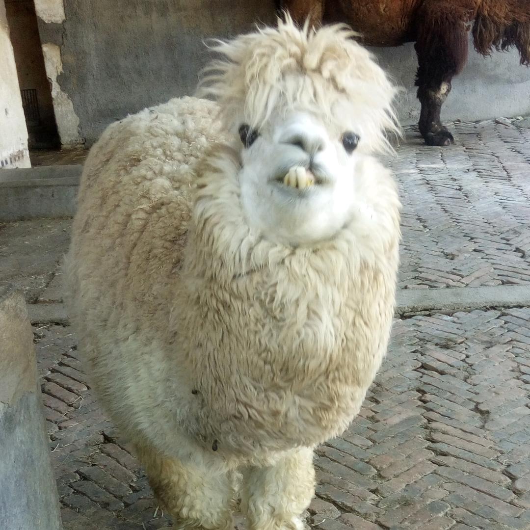 蓝鹰
