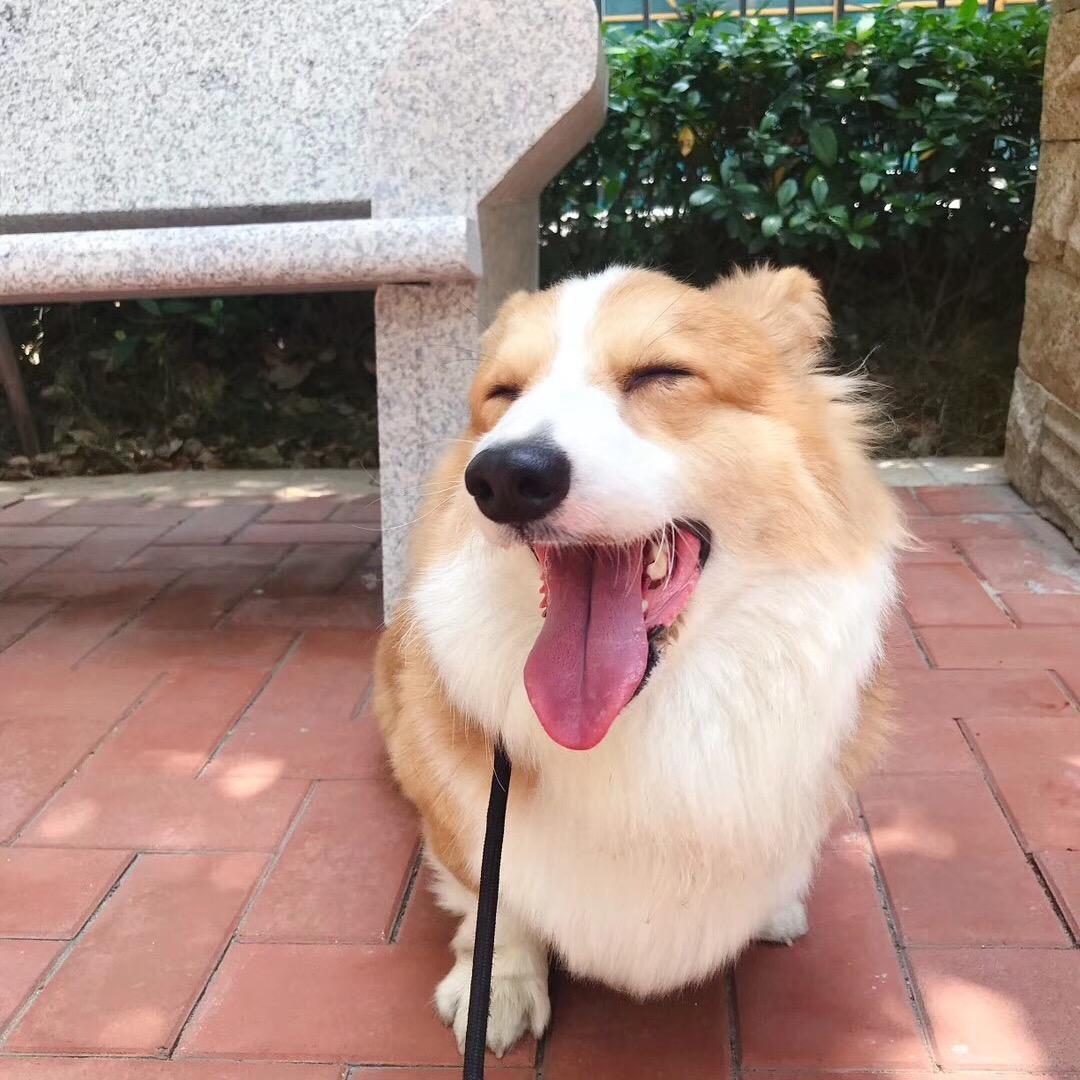 肥毛
