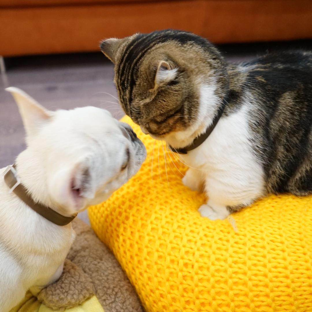 InnoPet汪星人宠物用品专卖店