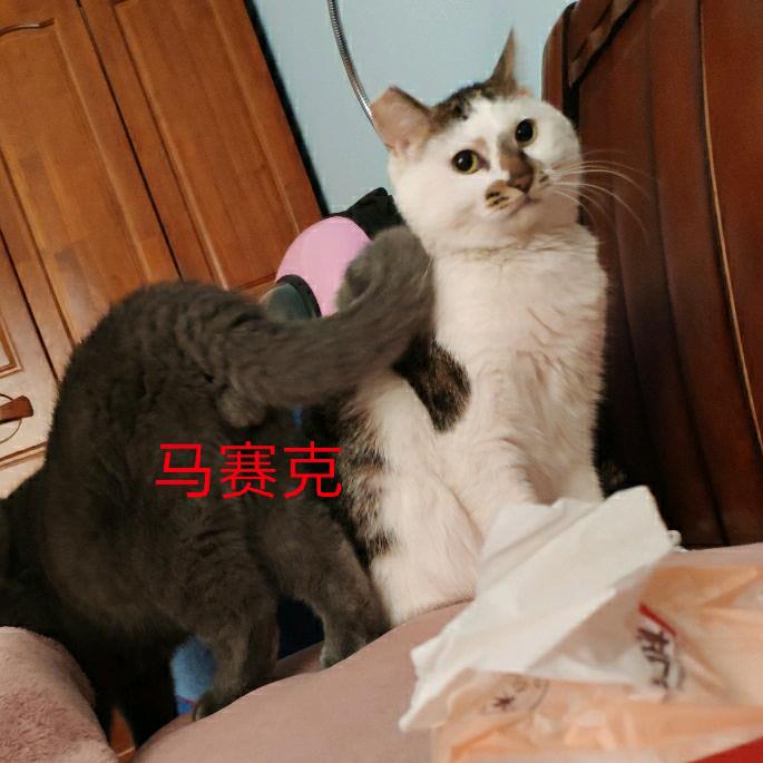 猫咪的秋刀鱼哦