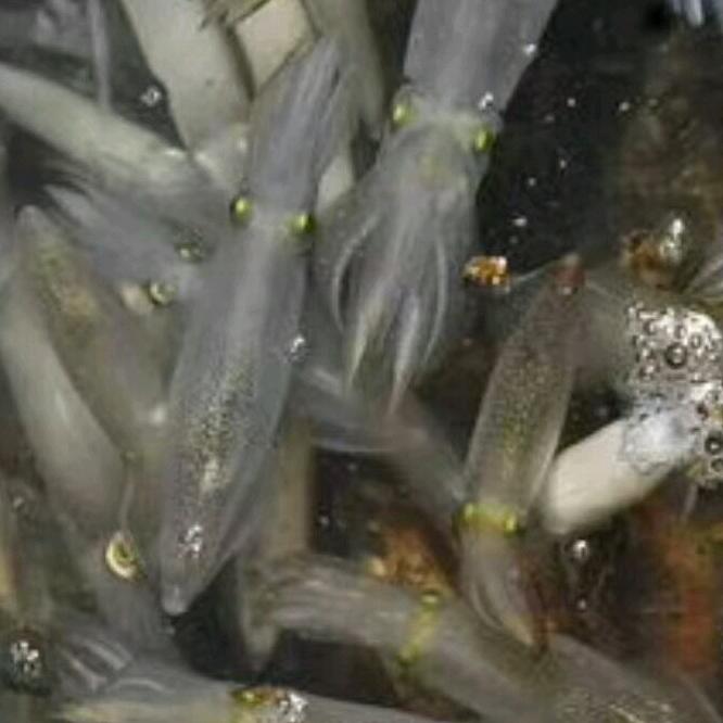 加勒比海盗船长