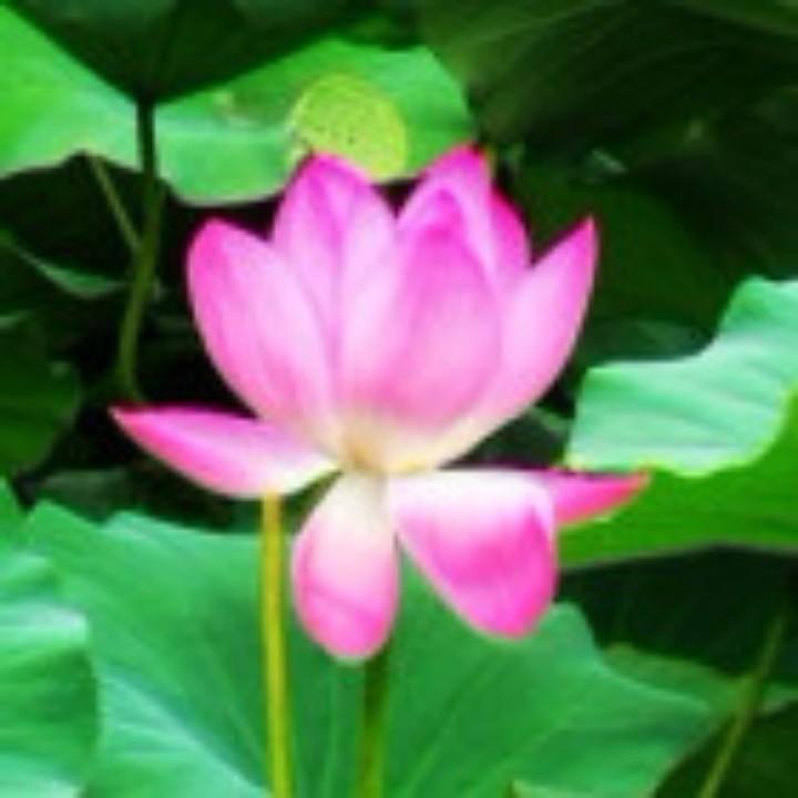 涡阳锁瞬